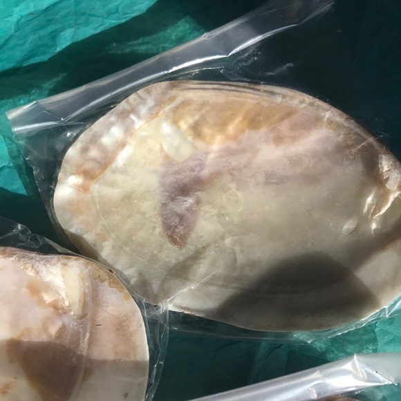 Midea shells for smudging or as an accent! - Picture 4 of 5